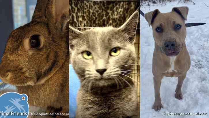 Furry Tails: Reese, Princess & Riley Are Waiting For Forever Homes