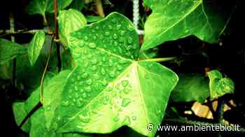 Edera: come utilizzare questa erba per lavare in modo ecologico - Ambiente Bio