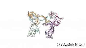First-Ever Data-Driven Videos Illuminate RNA’s Mysterious Folding Process