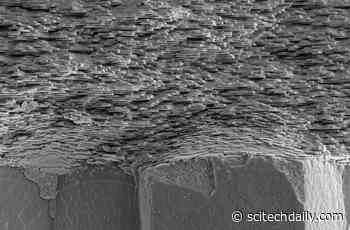 Holographic X-ray Nano-Tomography Reveals How Mother-of-Pearl Self-Assembles Into a Perfect Structure