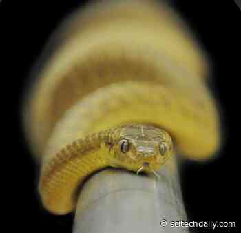 “Lasso Climbing” – Scientists Discover Bizarre New Fifth Mode of Snake Locomotion