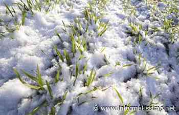 Gelate marzo - aprile 2020: Putignano rientra tra i territori colpiti - Putignano Informatissimo