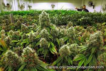 Probe of Missouri’s troubled medical marijuana program may resume - Columbia Missourian