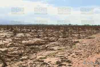 ¡Millonarias pérdidas! "En la calle" quedaron productores de #Banano de San Manuel tras tormentas - hch.tv
