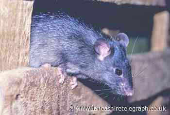 Blackburn with Darwen Rat control work continues: council boss - Lancashire Telegraph