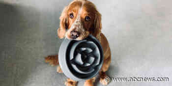 Which dog food is best, according to experts