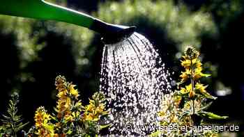 Gartenserie mit Klaus Fischer: Regentonne und Wasser-Management im Garten für den Dürre-Sommer - soester-anzeiger.de