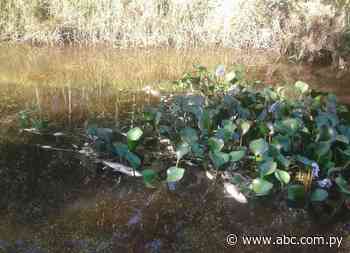 Mades interviene tras denuncia de mortandad de peces en arroyo de Quiindy - Nacionales - ABC Color