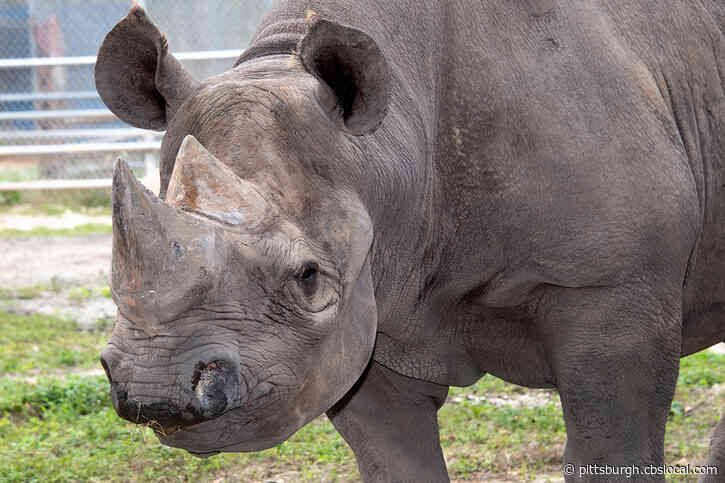 Toshi, Oldest Eastern Black Rhino In North America, Dies At Zoo Miami