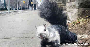 Toronto obsessed with black and white squirrel that's more rare than the Bellwoods ones - blogTO