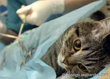 Realizan campaña de esterilización de mascotas en Tulancingo - La Silla Rota