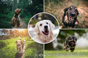 RSPCA welcome new lockdown guidance for dog owners