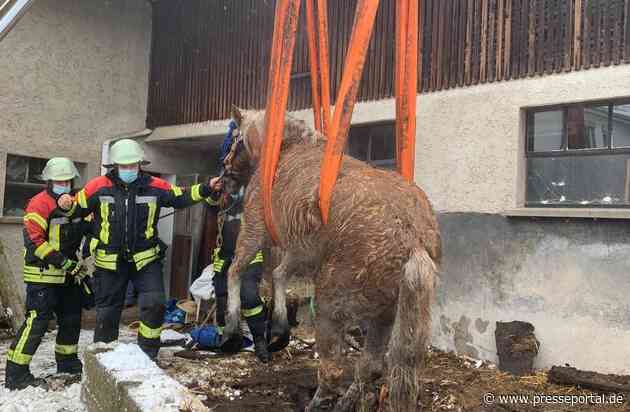 FW Weil der Stadt: Feuerwehr rettet Pferd aus Güllegrube