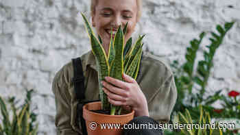 The Top Houseplants of 2020