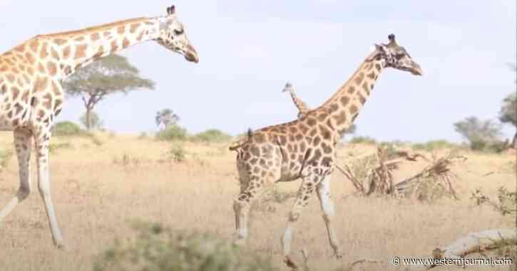 Scientists in ‘Disbelief’ After Discovering Dwarf Giraffes in Africa