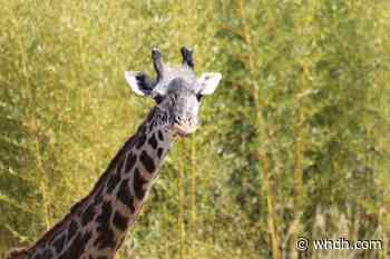 Rhode Island zoo announces passing of beloved giraffe - Boston News, Weather, Sports | WHDH 7News
