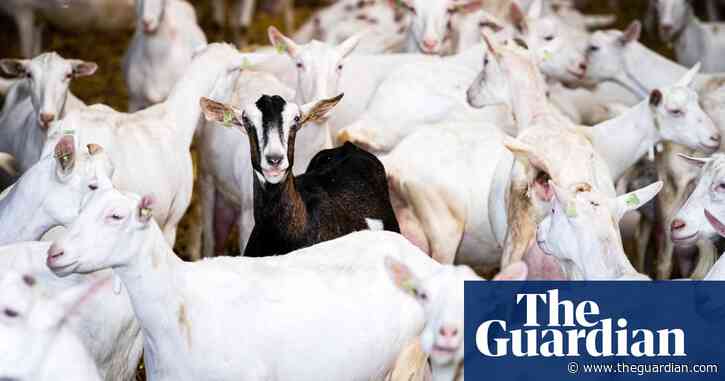 'We need answers’: why are people living near Dutch goat farms getting sick?