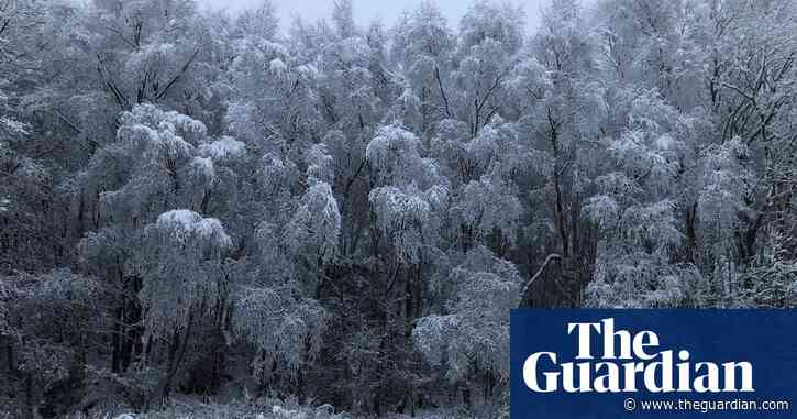Country diary: snowfall creates a mini monochrome world in the woods
