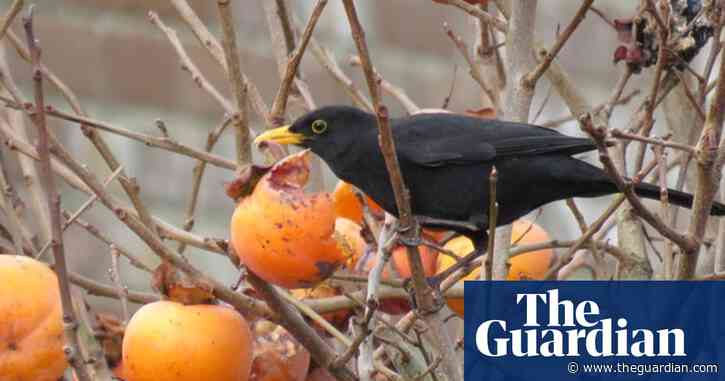 Country diary: blackbirds feast on the food of the gods