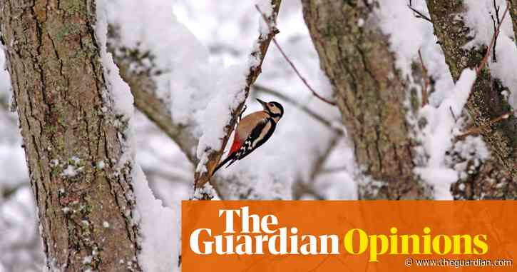 The weather's dismal but it shouldn’t stop us enjoying our local wildlife this lockdown | Chris Packham