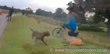 Dog owner convicted after deer dies in Richmond Park attack