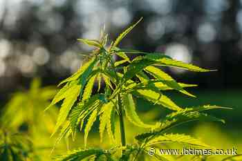 Thai restaurant offers cannabis-infused cuisine to curious customers