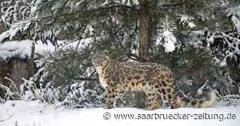 Der Winter im Zoo Neunkirchen ist eine ganz besondere Zeit - Saarbrücker Zeitung