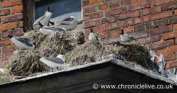 Netting which could see end of kittiwake colony branded 'absolute disgrace'