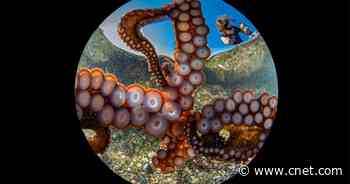 Curious octopus snaps a selfie to win first place in underwater photo contest     - CNET