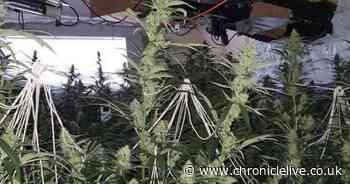 Police find 100 cannabis plants while attending fire in County Durham