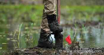 Minnesota's forests and land offer big opportunities to cut greenhouse gases