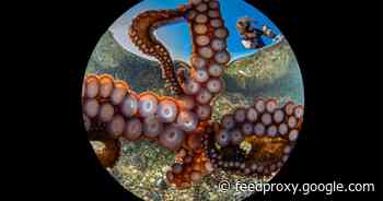 Curious octopus snaps a selfie to win first place in underwater photo contest     - CNET