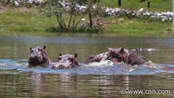 Colombia's 'cocaine hippos' must be culled, scientists say -- but not everyone agrees