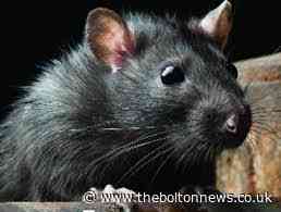 Fees set to be introduced to deal with rat infestations in Bolton for the first time