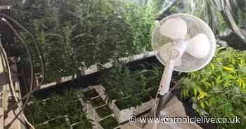 Man arrested after police uncover cannabis farm worth £200,000 in Sunderland