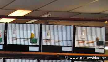 De Nachtegaal Hakendover houdt vogeltentoonstelling in Orsmaal