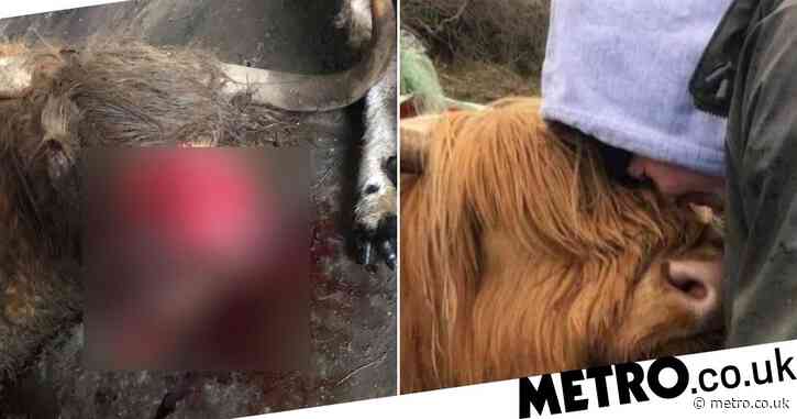 Pregnant Highland cow mauled to death by Rottweiler who escaped owners’ home