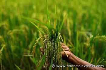 Kharif season: Most crops being sold below MSP