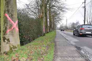 70 bomen ‘beklad’ met verf maar dat is goed nieuws