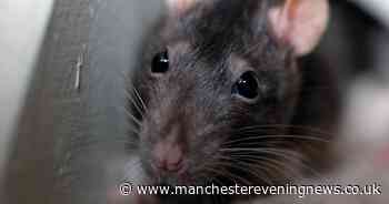 Bolton residents will now have to pay council to deal with rat infestations - Manchester Evening News