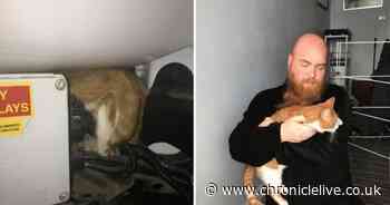 Missing cat's three day ordeal stuck behind a fuse box in van