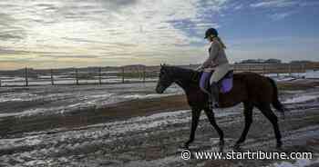 Social media battles complicate seizure of Minnesota horses
