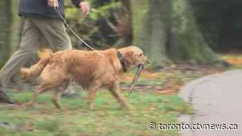 Dog walkers are allowed to work under Ontario lockdown