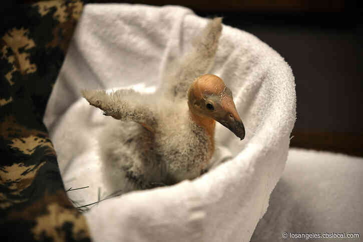 LA Zoo Raises $31K In Naming Campaign For ‘Miracle’ Condor Hatchling