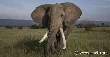 Scientists count elephants from space with satellites and computer smarts     - CNET