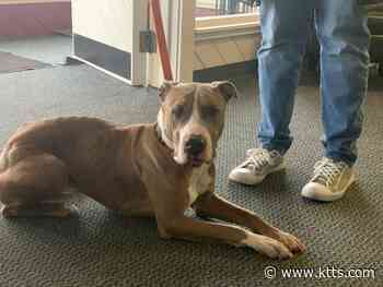 KTTS RICK’S RESCUE BUDDIES: BRUNO - KTTS