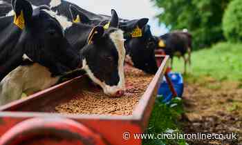 Canada looks to reduce food waste through 'sustainable insect production' - Circular Online