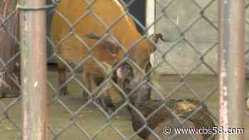 Brothers 'Mort and Dudley' -- red river hogs -- arrive at Milwaukee County Zoo - WDJT