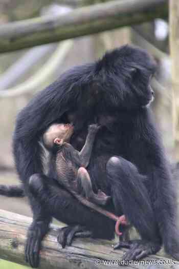WATCH: Birth of critically endangered spider monkey at Dudley Zoo - Dudley News