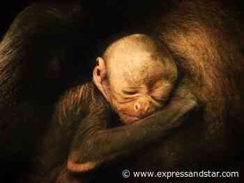 WATCH: Critically endangered spider monkey born at Dudley Zoo - expressandstar.com